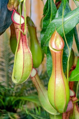 Nepenthes or Monkey Cups clipart