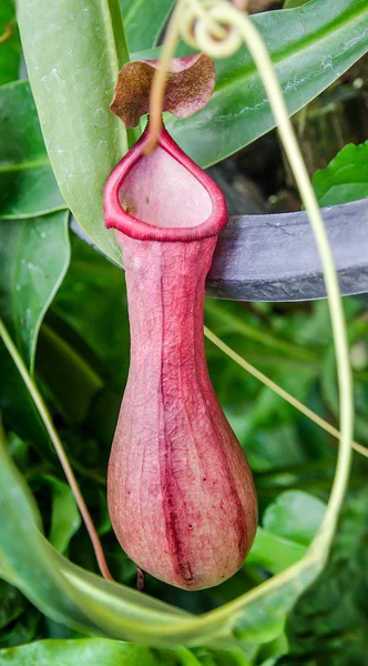 Nepenthes o tazze di scimmia — Foto Stock