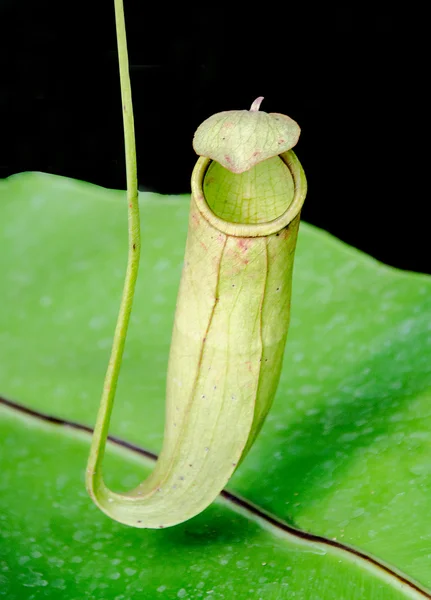 Nepenthes or Monkey Cups — Stock Photo, Image