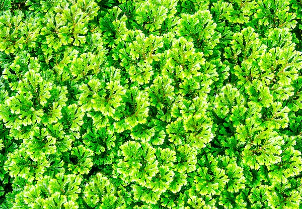 Colorido de fondo de hoja de helecho — Foto de Stock