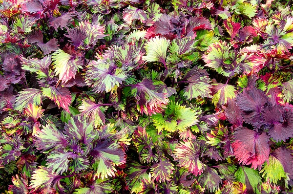 Αφηρημένο πολύχρωμο φύλλου — Φωτογραφία Αρχείου