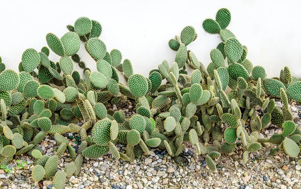 Opuntia microdasys kaktus i gröna huset — Stockfoto