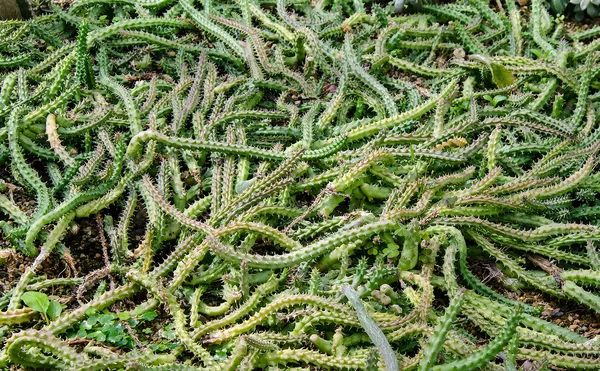 Cactus de cáñamo ornamentales parecen serpiente —  Fotos de Stock