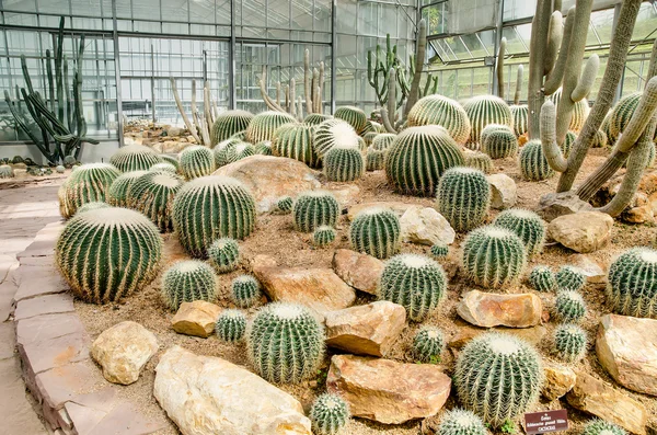Skupina kaktus v zeleném domě — Stock fotografie