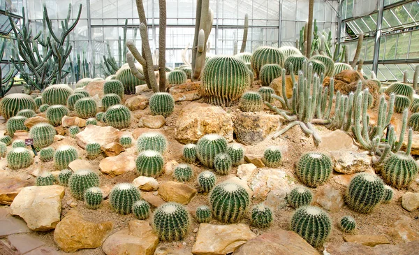 Group of cactus in green house — Stock Photo, Image