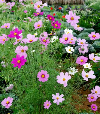 Cosmos flower field clipart