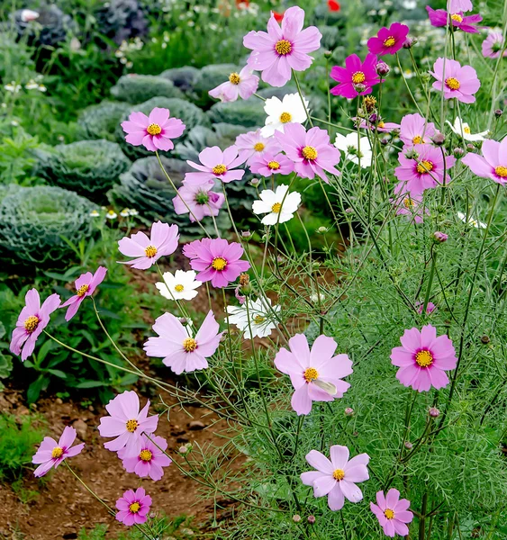 Kosmos bloem veld — Stockfoto
