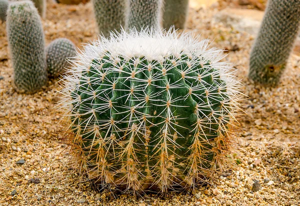 Guldbollen kaktus (echinocactus kudde) — Stockfoto