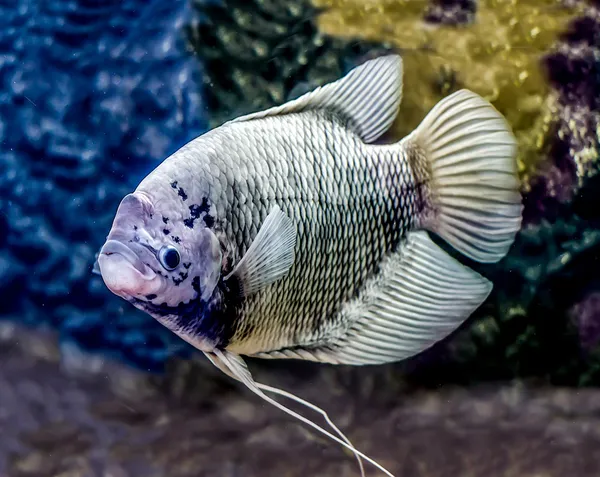 Όμορφη τιλάπια ψαριών στη δεξαμενή νερού — Φωτογραφία Αρχείου