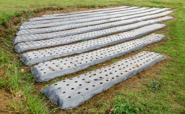 toprak bitki üzerinde sebze hazırlamak