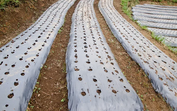 Prepare soil of vegetables on plant — Stock Photo, Image