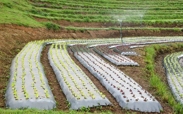 Linhas de plantas de alface que crescem na fazenda — Fotografia de Stock