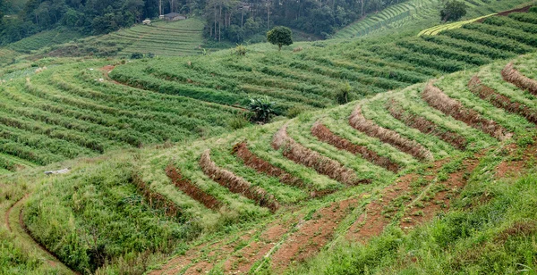 Terraced campo de arroz después — Foto de Stock