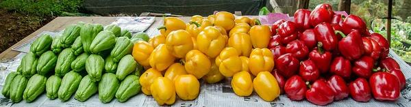 彩色甜椒和佛手瓜 — 图库照片