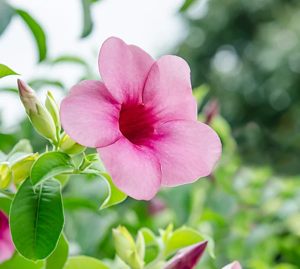 Hermosa de allamanda en jardín — Foto de Stock