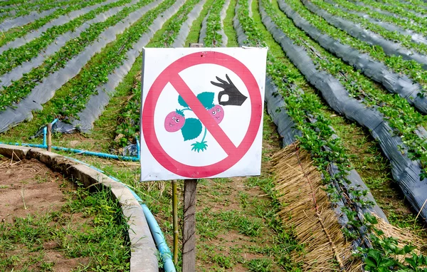 No pick strawberry sign in plant — Stock Photo, Image