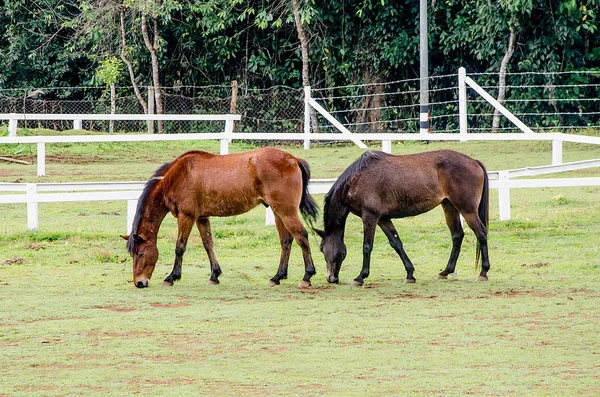 Mladí koně jíst trávu ve farmě — Stock fotografie