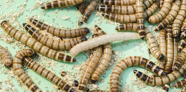 Close-up van worm — Stockfoto