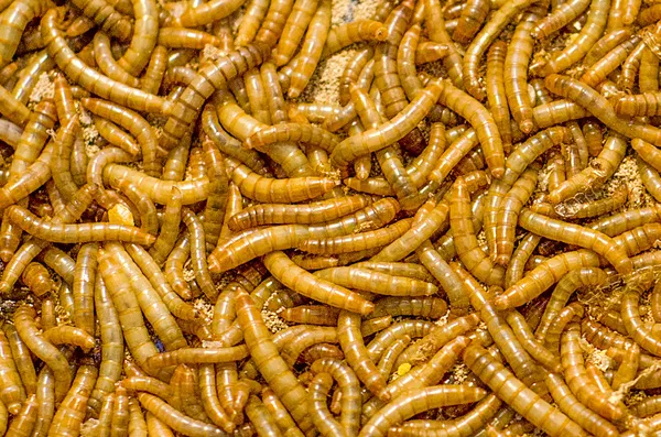 Closeup of worm — Stock Photo, Image