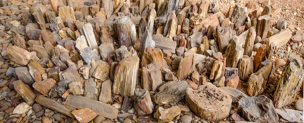 Petrified Wood — Stock Photo, Image