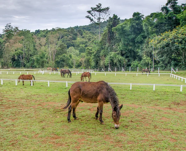 Jovem cavalo comendo grama na fazenda — Fotografia de Stock