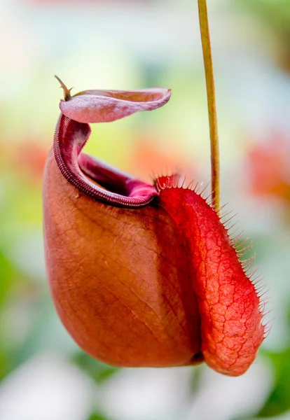 Nepenthes ou tasses à singes — Photo