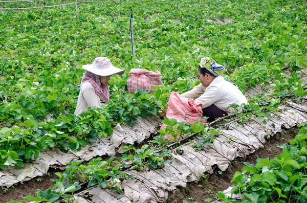 Mae hong son, thailand - listopad. 23: kobieta zbiorów wybrać truskawka — Zdjęcie stockowe