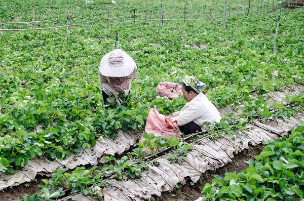 Mae Hong Son, THAILAND - Nov. 23: Woman Harvests pick Strawberry — Stock Photo, Image