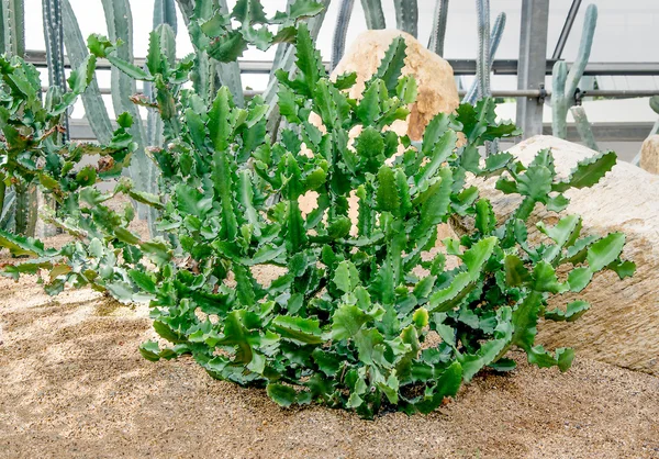 Euphorbia lactea Haw кактус в саду — стокове фото
