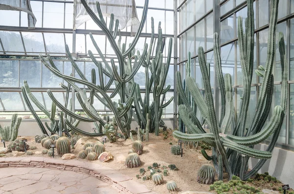 Globe shaped cactus with long thorns in green house — Stock Photo, Image