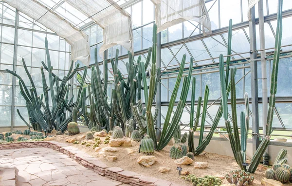 Globe shaped cactus with long thorns in green house — Stock Photo, Image