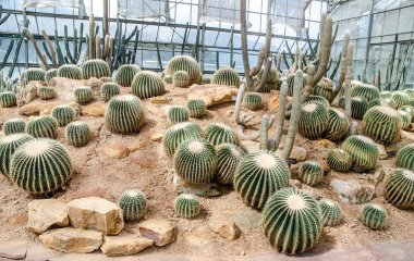 kaktüs yeşil evde grup