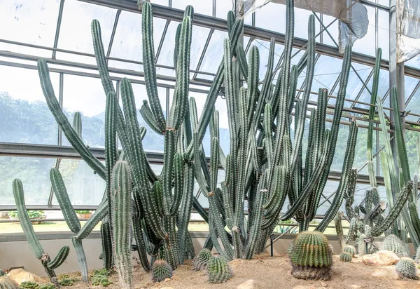 Group of cactus in green house — Stock Photo, Image