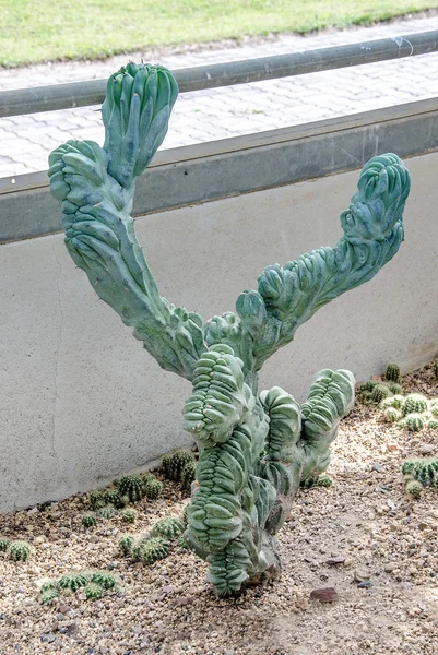 Abstraktní kaktus — Stock fotografie