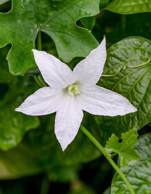 güzel beyaz Ivy kabak of