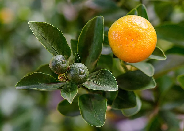 Arancio fresco sulla pianta — Foto Stock