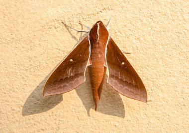 duvar kahverengi güve