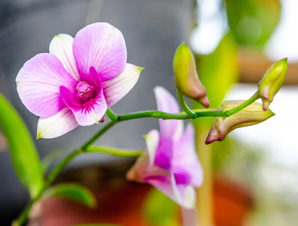 Verse paarse orchid — Stockfoto