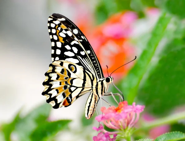 Όμορφη πεταλούδα στον κήπο — Φωτογραφία Αρχείου