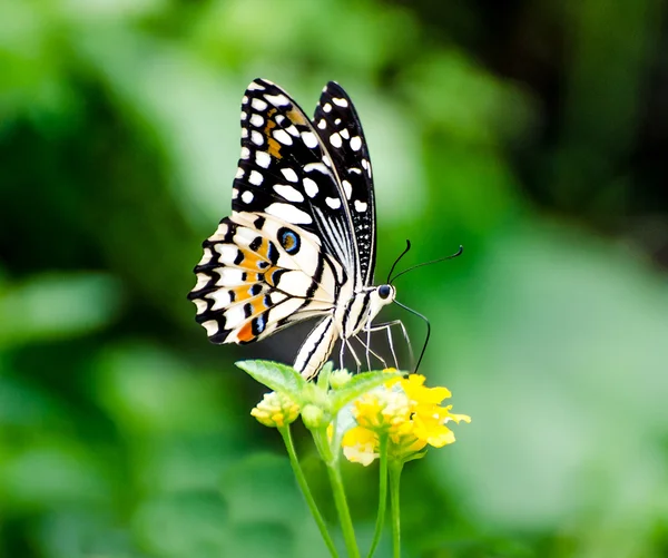 美丽的蝴蝶在花园里 — 图库照片