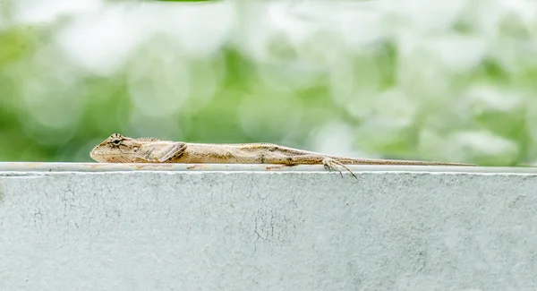 Närbild av kameleont på bokeh bakgrund — Stockfoto