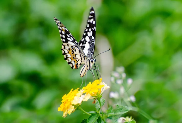 Hermosa de mariposa en el jardín — Foto de Stock