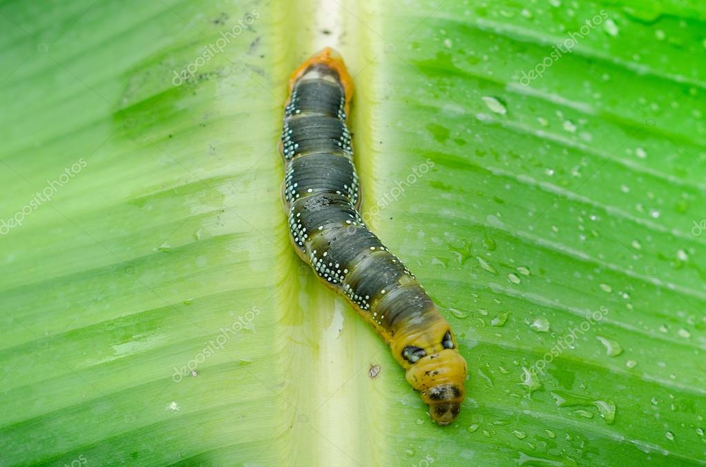 Caterpillar walking on banana leaf — Stock Photo © cbenjasuwan 42826157