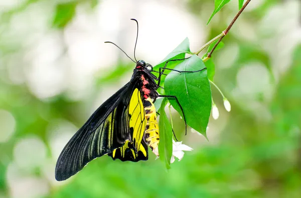 Krásný motýl v zahradě — Stock fotografie