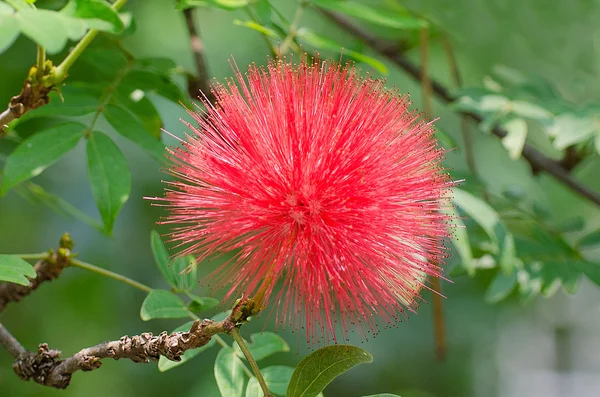 粉红色的粉扑，也被称为 calliandra haematocephala — 图库照片