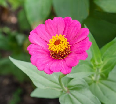 pembe zinnia, renkli