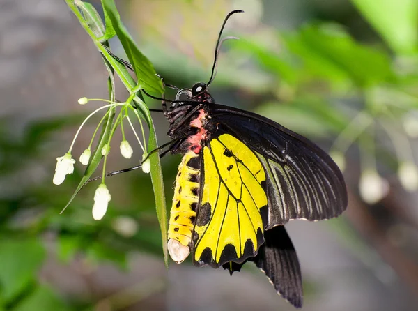 Hermosa de mariposa en el jardín — Foto de Stock