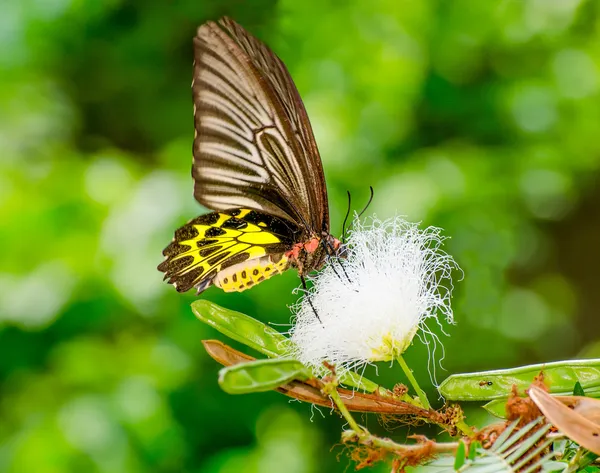 Belle de papillon dans le jardin — Photo