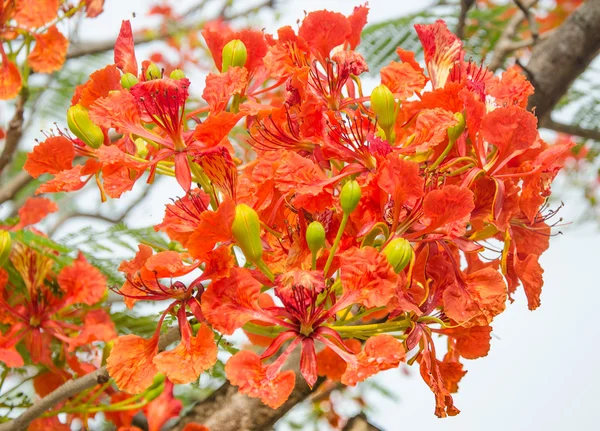 Hermosas flores de pavo real —  Fotos de Stock