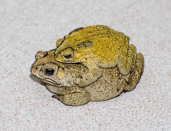 Toads  mating — Stock Photo, Image